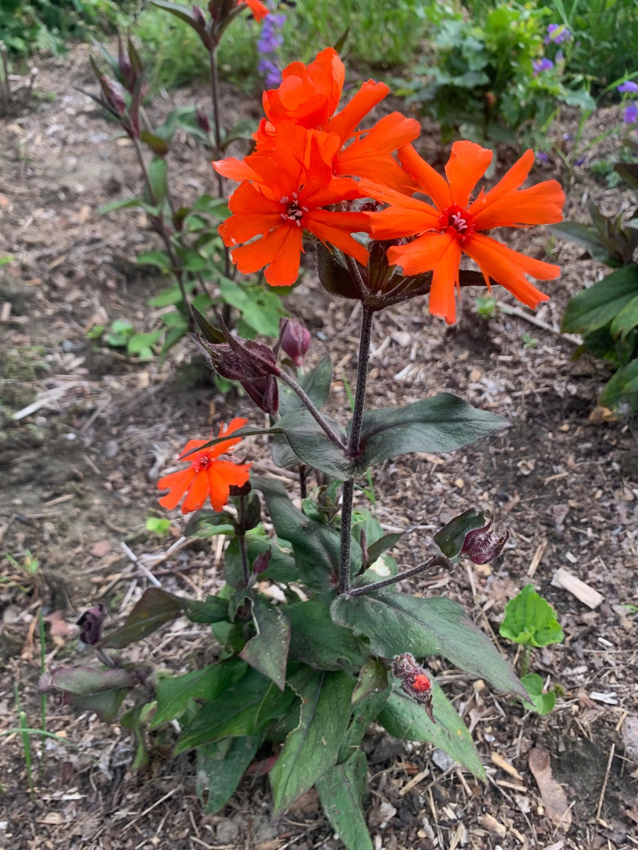 lychnis-campion-Catchfly — Great Brook Nursery